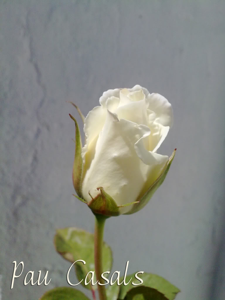 260420111666copia.jpg