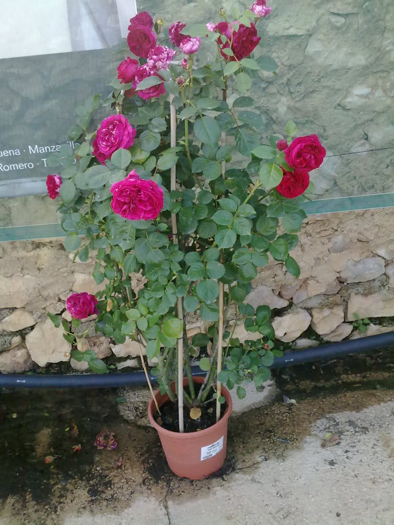 260420111683.jpg