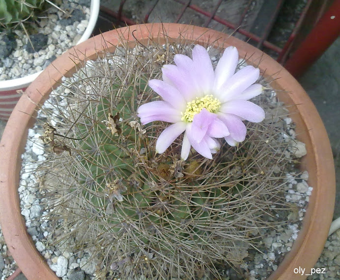 26042013931.jpg