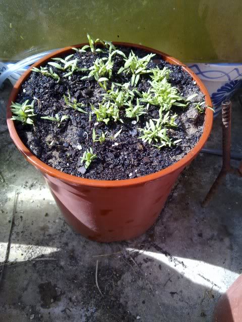 26052010274.jpg