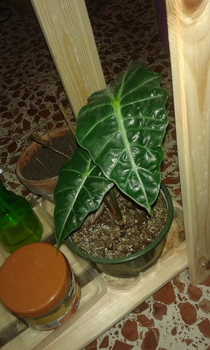 26084026676_db59fda711.jpg