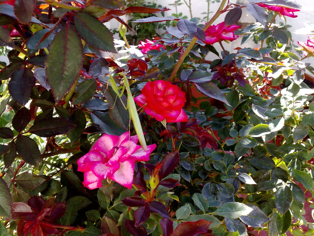 26092010884.jpg