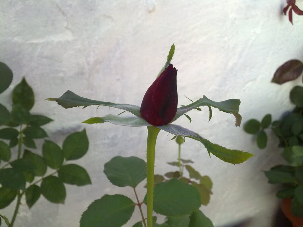 26092010887.jpg