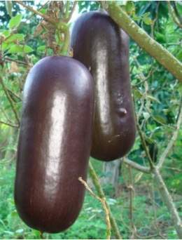 260px-Calabaza_de_olor.jpg