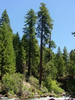 260px-Pinus_lambertiana.jpg