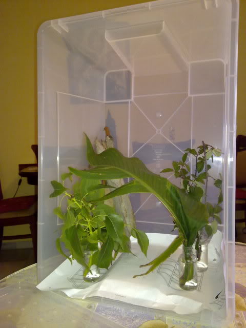 26112010807.jpg