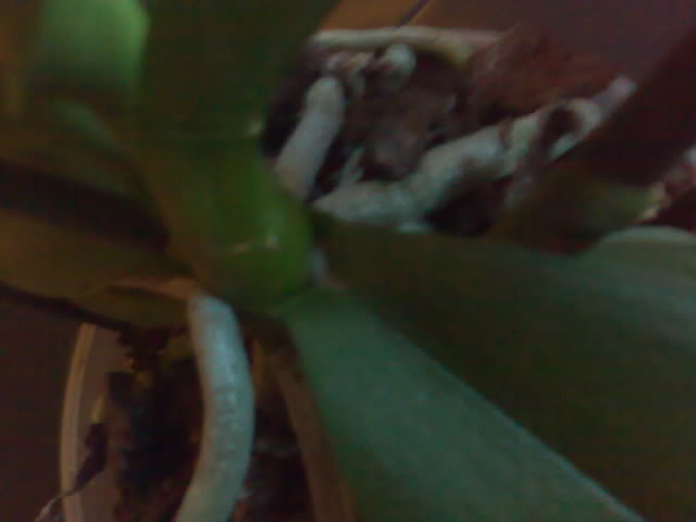 26122010374.jpg