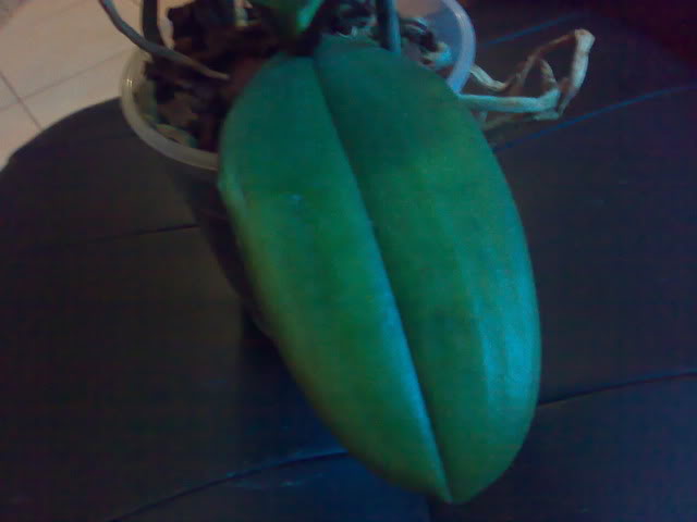 26122010376.jpg