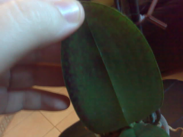 26122010377.jpg