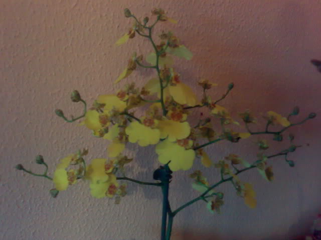 26122010379.jpg