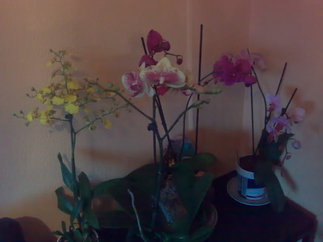 26122010381.jpg
