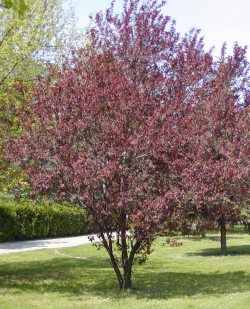 2624-prunus-cerasifera-nigra-1.jpg