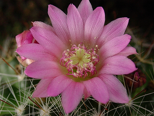 263709419_e58e52b92e.jpg