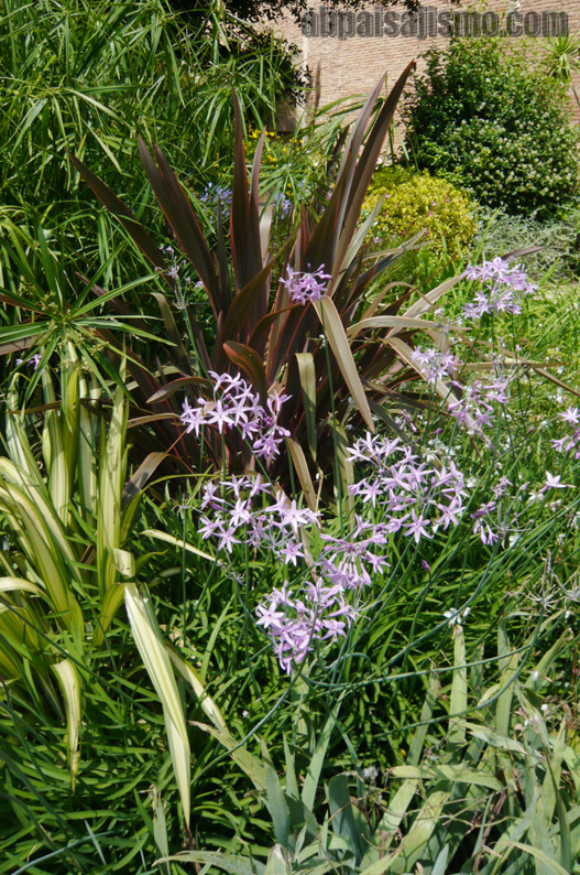 26465d1311353248-el-jardin-de-la-parroquia-p1070649formios-thulbaghias.jpg