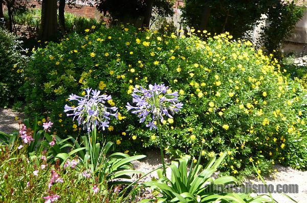 26467d1311353279t-el-jardin-de-la-parroquia-p1070642agapantos-euryops.jpg