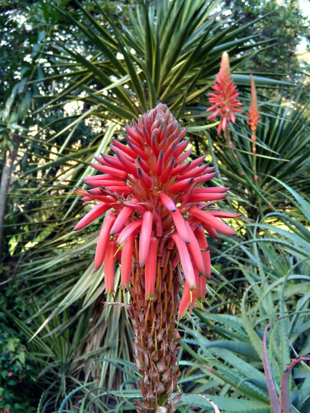 2646pfn.jpg