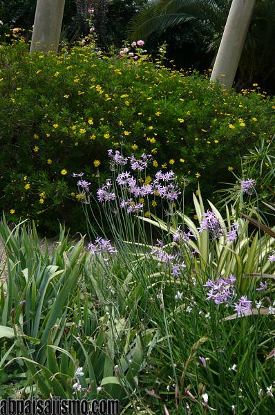 26470d1311353360t-el-jardin-de-la-parroquia-p1070686thulbaghias-y-euryops.jpg