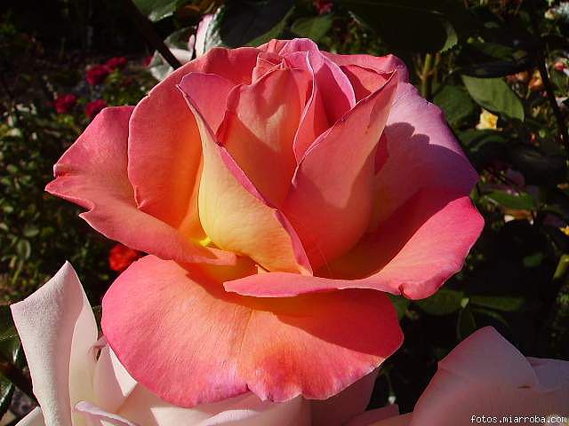 265f3d51.jpg