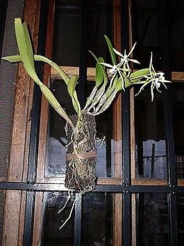 265px-Epidendrum_ciliare1.jpg