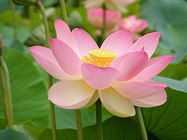 265px-Nelumno_nucifera_open_flower_-_botanic_garden_adelaide.jpg