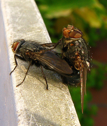 2661510679_5d4273aba0_z.jpg