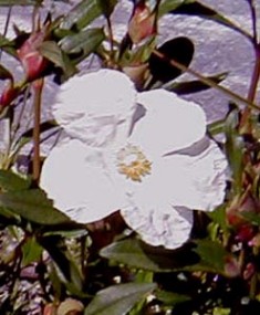 267-004.jpg