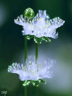 267aff89159109887c516140107e217e.gif