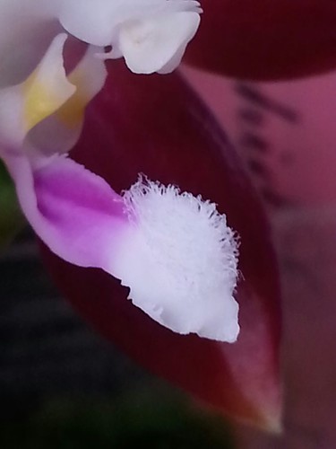 26965518355_3cb7a2c951.jpg