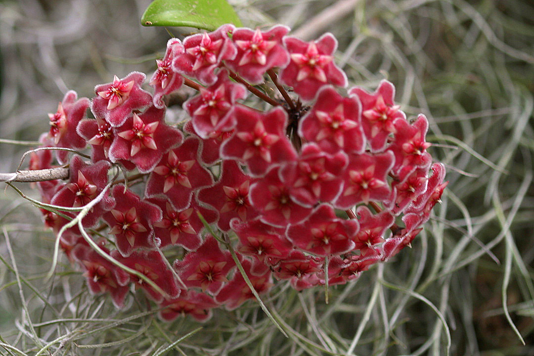 26_Hoya_carnosa.JPG