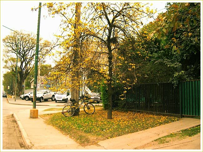 26i58_flores_lapachillo_tucuman_mundoenbicicleta.jpg
