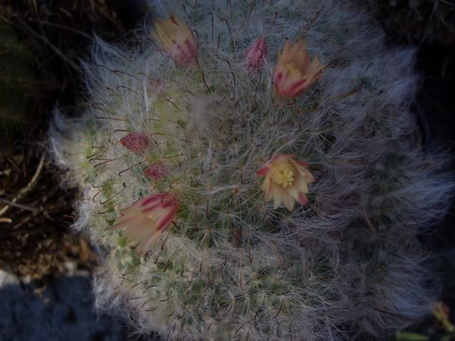 26mar2006027.jpg