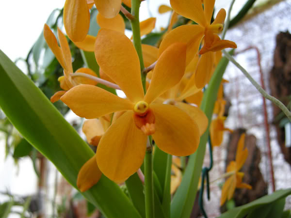 27-02-08-008jpg-Vanda-Ayo.jpg