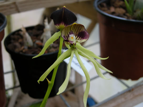 27-02-08-011jpg-Orquis-Ayo.jpg