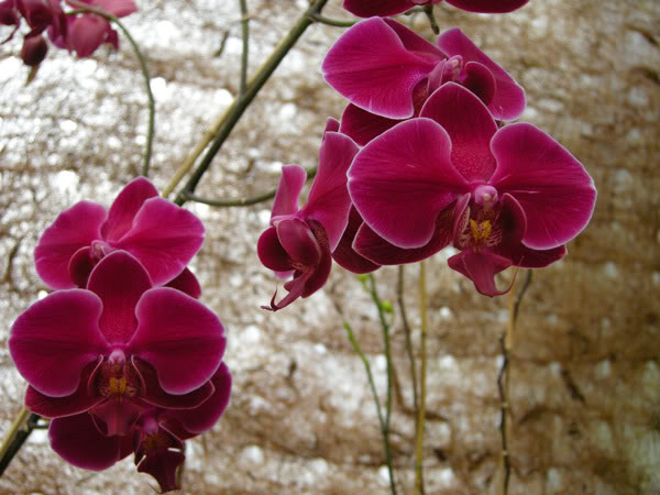 27-02-08-015jpg-Phals-Ayo.jpg