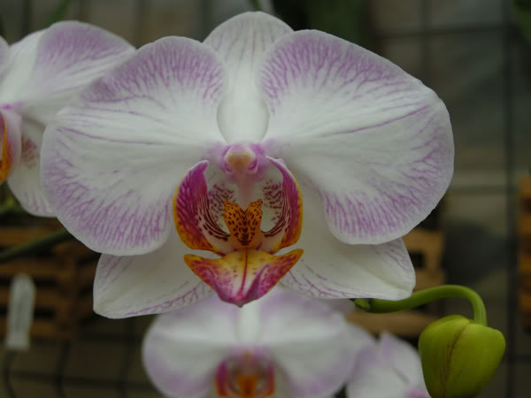 27-02-08-016jpg-Phals-Ayo.jpg