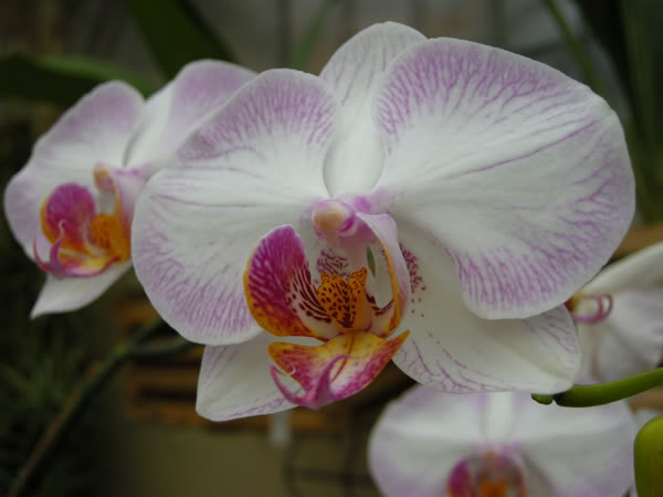 27-02-08-017jpg-Phals-Ayo.jpg