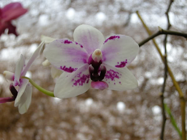 27-02-08-020jpg-Phal-Ayo.jpg