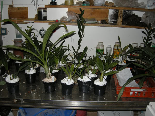 27-02-08-038jpg-Pedido.jpg