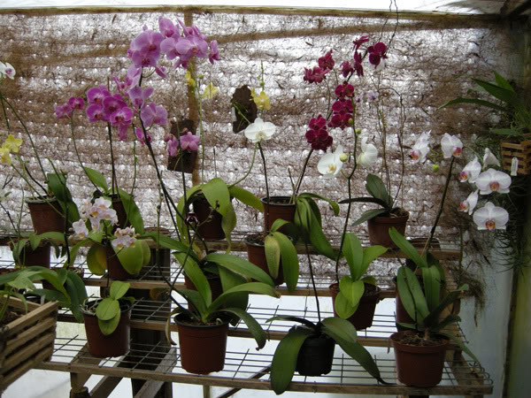27-02-08-042jpg-Phals-Ayo.jpg