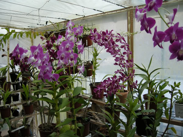 27-02-08-063jpg-Dendros-Ayo.jpg