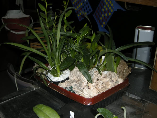 27-02-08-082jpg-Pedido.jpg