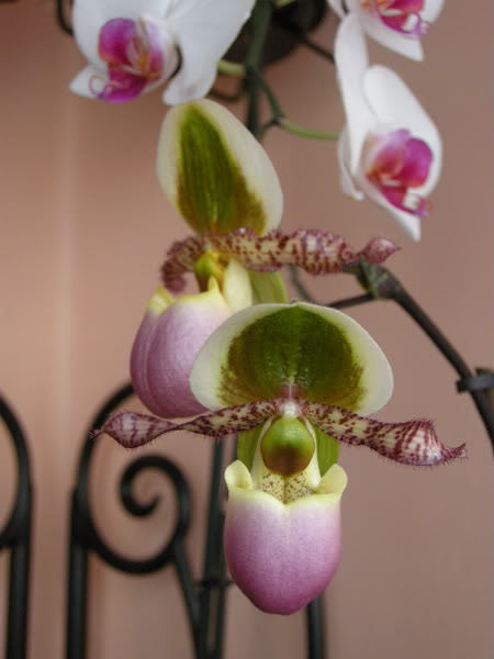 27-04-10-093-liemianum.jpg