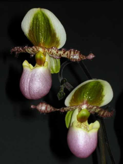 27-04-10-118-liemianum.jpg