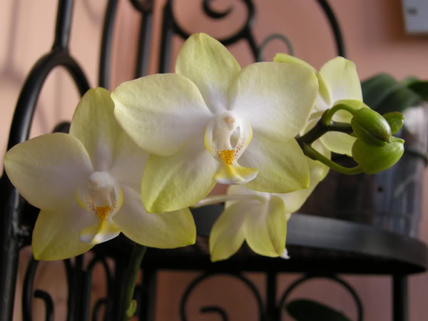 27-04-10-122-phal-amarilla.jpg