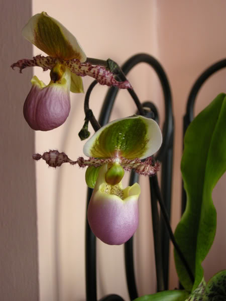 27-04-10-129-liemianum.jpg