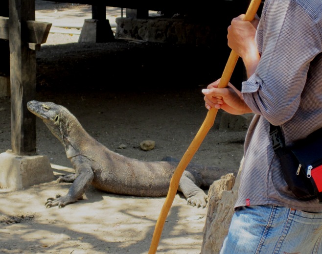 27.-Guido-keeps-this-large-female-at-bay-with-his-Dragon-Stick....jpg