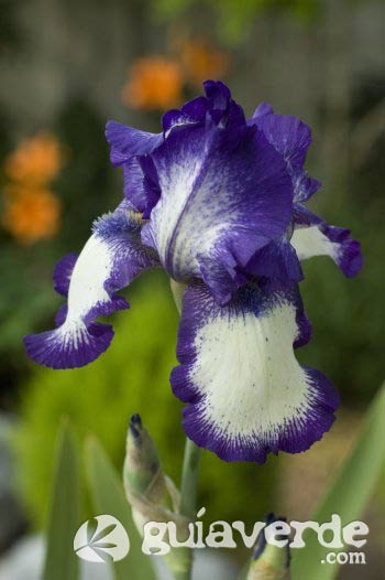 27012012112752_iris-germanica-hybrid-stepping-out_14113485.jpg