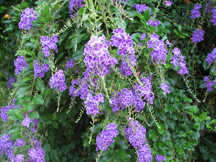 27012d1312721887t-empezando-mi-jardin-desde-la-nada-misma-pero-con-ganas-duranta_repens_4.jpg
