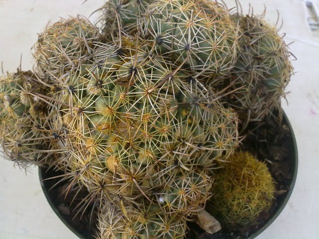 270320121090.jpg