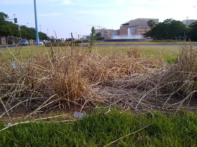 27062010414.jpg
